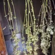 Sensi Seeds - Big Bud Cutlings #2 #3 #4