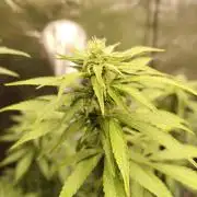 Sensi Seeds – Northern Lights (fem)