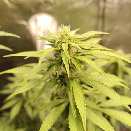 Sensi Seeds – Northern Lights (fem)
