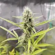 White Diesel Haze Automatic