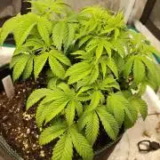 Black Domina Feminized – Sensi Seeds