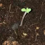 Turquoise jeep from regular seeds