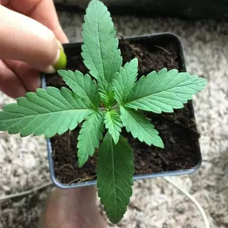 Candy kush auto outdoors