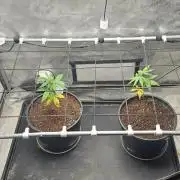 Green Crack grow 1