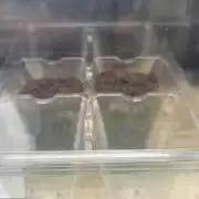 Green Crack grow 1