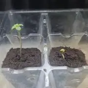 Green Crack grow 1