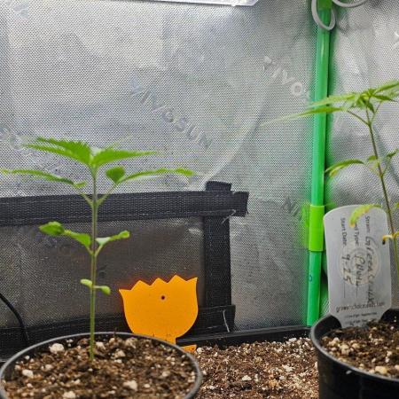 Green Crack grow 1
