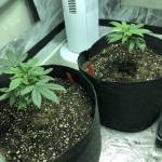 All Gas OG Indoor 
