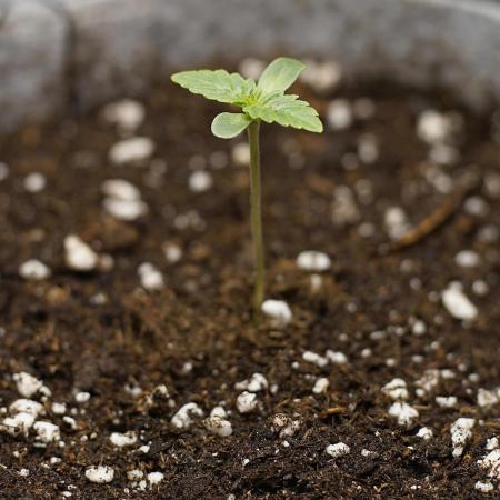 Micro Grow Setup