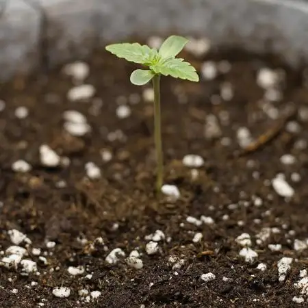 Micro Grow Setup