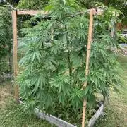 German outdoor, Durban Poison regular