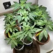Durban Poison outdoor, regular