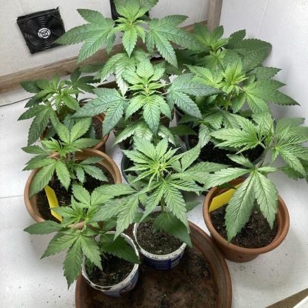 Durban Poison outdoor, regular