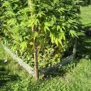 German organic, Durban Poison regular