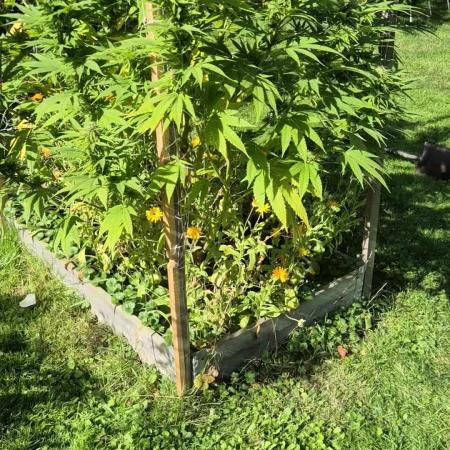 German organic, Durban Poison regular