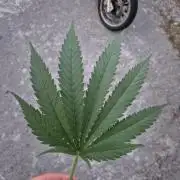 German outdoor, Durban Poison regular