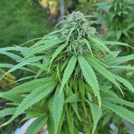 German organic, Durban Poison regular