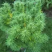German organic, Durban Poison regular