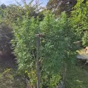 German organic, Durban Poison regular