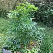 German outdoor, Durban Poison regular