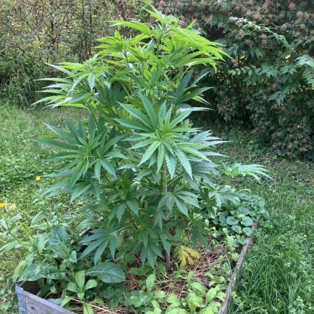 German outdoor, Durban Poison regular