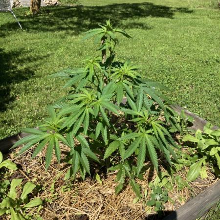 German outdoor, Durban Poison regular
