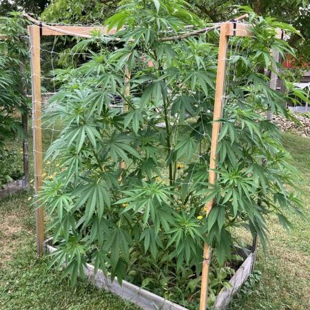 German outdoor, Durban Poison regular