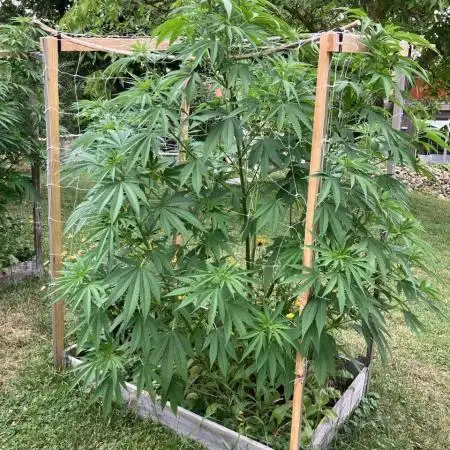 German outdoor, Durban Poison regular