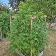 German outdoor, Durban Poison regular
