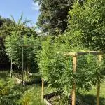 Next outdoor chapter: Frisian dew