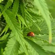 German organic, Durban Poison regular