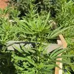 Next outdoor chapter: Frisian dew