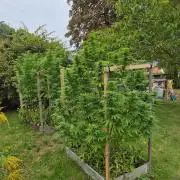 German organic, Durban Poison regular