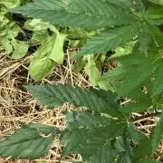 Durban Poison outdoor, regular