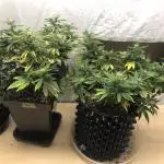 Super Lemon Haze - Green House Seeds