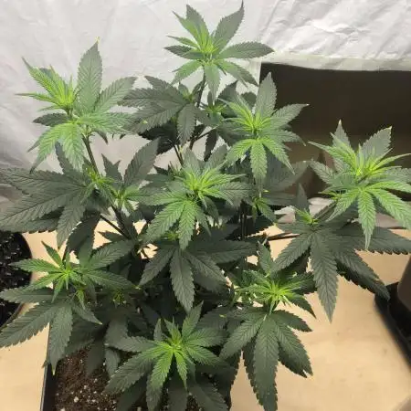 Blue Berry - Dutch Passion