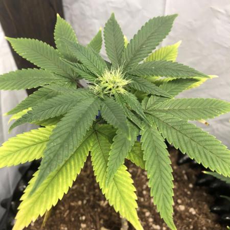 Eternity Grow Cup Runtz
