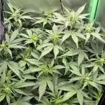 Sweet Seeds Runtz XL Auto in 40x40