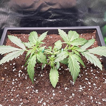 Sweet Seeds Runtz XL Auto in 40x40
