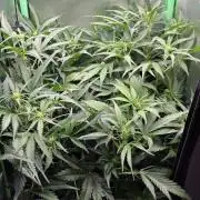 FB420 Purple Haze Automatic in 40x40