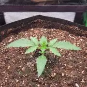 Seedsupplier.de Jelly Cake in 40x40