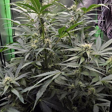 Sweet Seeds Runtz XL Auto in 40x40