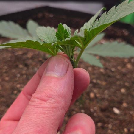 Seedsupplier.de Jelly Cake in 40x40