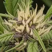 FB Lemon Cherry Cookies Auto in 40x40