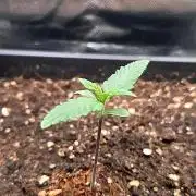 FB Lemon Cherry Cookies Auto in 40x40