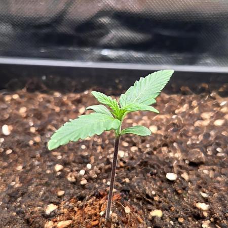 FB Lemon Cherry Cookies Auto in 40x40