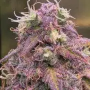 Sweet Seeds Runtz XL Auto in 40x40