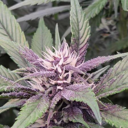 FB Lemon Cherry Cookies Auto in 40x40