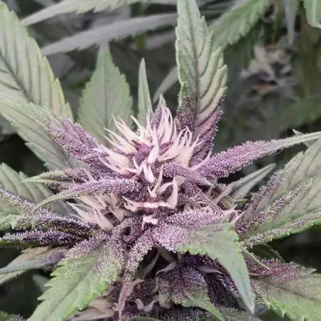 FB Lemon Cherry Cookies Auto in 40x40