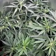 FB420 Purple Haze Automatic in 40x40